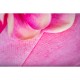 Myjka zabiegowa gładka Soft&Scrub Pink (20x25cm), 100szt./op.